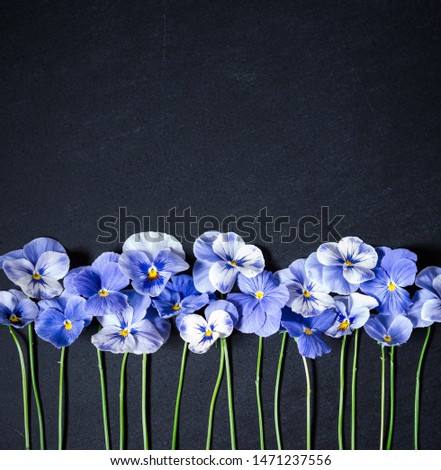Pansy Flower Bouquet. Blue Flowers on Dark Background. Top view, Flat lay, Copy Space
