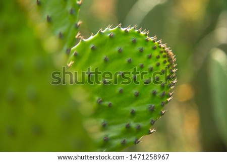 Close up of a cactus, icon of Mexican popular culture