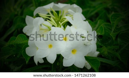 Take pictures of white flowers in the evening after rain.