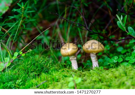 Mushrooms orange cap on the moss forest