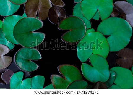 closeup beautiful lotus leaf in pond, purity nature background, dark blue leaves toned