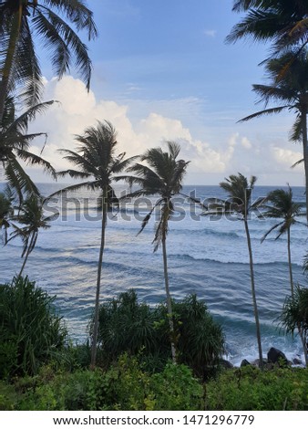 silhouette of coconut palm trees on Coconut hill, Mirissa, Sri Lanka 
