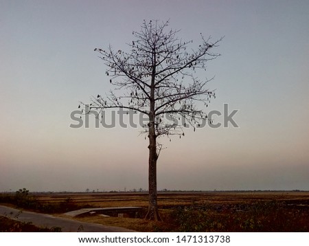 leafless silk-cotton tree in dry season morning photo