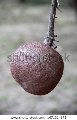 Close-up picture, brown fruit, blurred background