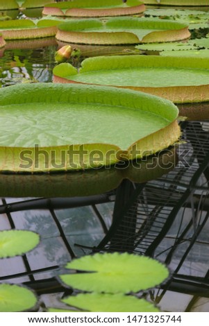 Victoria amazonica water lily very large leaves in the botanical garden pond