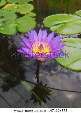 closeup of beautiful purple lotus or water lily on the pond