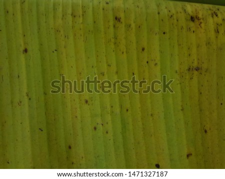 tropical banana leaf nature green background.