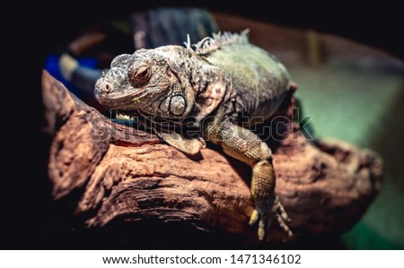 Close up picture of an exotic green iguana lying on a tree branch