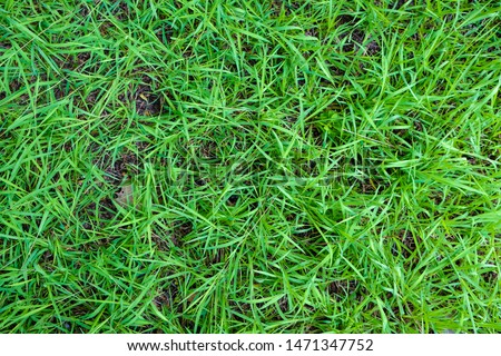 Green fresh grass texture botanical background, Real grass