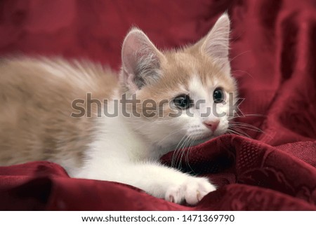 red with white cute fluffy kitten on a red background