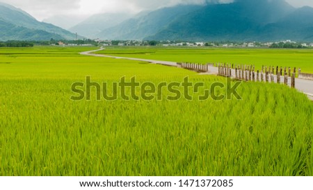 Landscape View Of Beautiful Rice Fields At Brown Avenue, Chishang, Taitung, Taiwan. (Ripe golden rice ear) Royalty-Free Stock Photo #1471372085