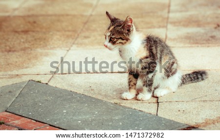 Close-up of cute kitten wandering on outdoor pavement
