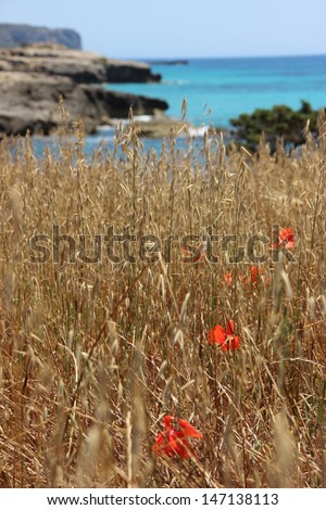 A line of red poppies in the wheat field by the sea