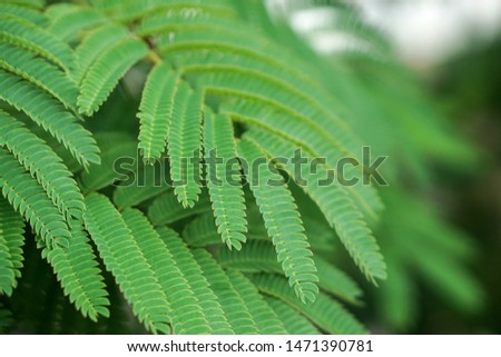 Green branches of albizia tree. Nature background