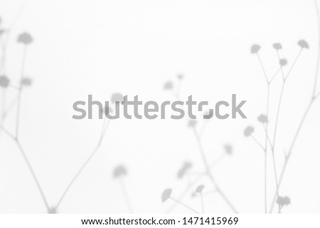 Gray shadows of the flowers and delicate grass on a white wall. Abstract neutral nature concept background. Space for text. Blurred, defocused. Royalty-Free Stock Photo #1471415969