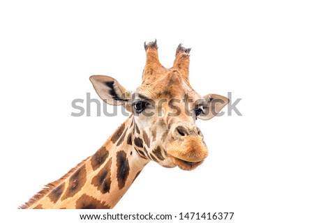 Close up of giraffe head isolated on white background.