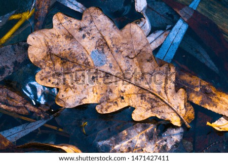 autumn leaflet on the water.  autumn heart on oak yellow leaf. heart symbol in autumn decoration, concept autumn love, walk in the park
