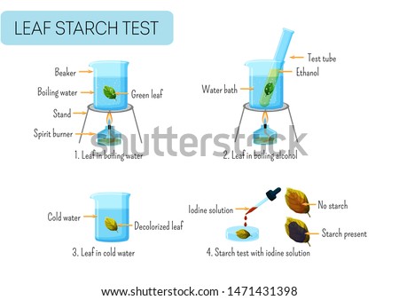 Leaf starch test. School scientific experiment proves photosynthesis in leaves. Boiling leaf in water, ethanol, washing, reaction with iodine solution. Educational infographics. Vector illustration. Royalty-Free Stock Photo #1471431398