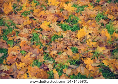 yellow leaves on the ground, abstract autumn photo