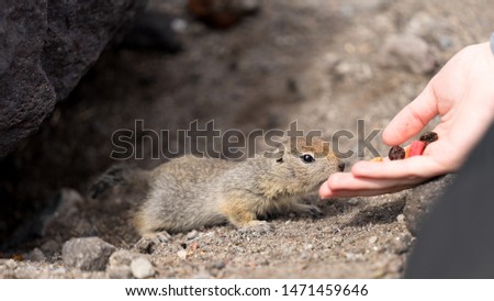 Feeding from hand of a brave curious ground squirrel (Latin: Spermophilus. Also known as suslik or souslik).. Base camp under Avacha volcano in Kamtchatka peninsula, Russian far East.