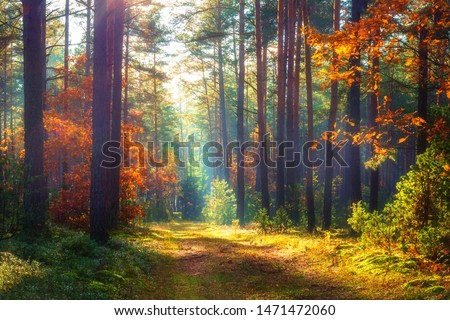 Amazing autumn forest in morning sunlight. Red and yellow leaves on trees in woodland. Golden forest landscape. Royalty-Free Stock Photo #1471472060