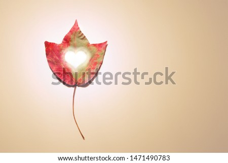 Maple leaf with heart inside on pastel beige background. Copy space. Creative autumn fall nature season minimal background