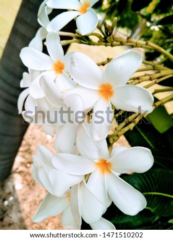 A picture of white flower with blur background