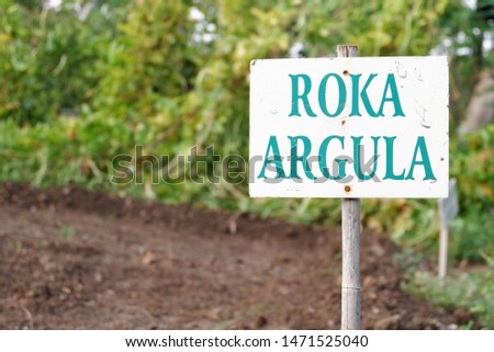A Field of organic arugula in small garden