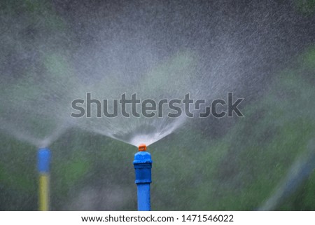 Watering vegetables using sprinkler heads for watering.