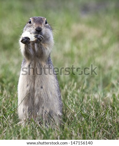 Prairie dog standing on his hind feet, eating a potato chip, looking into the camera