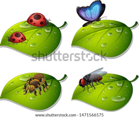 Four types of insects on green leaves illustration