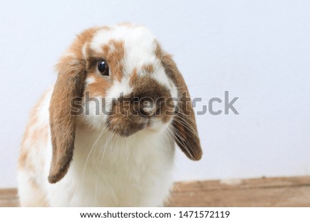 Lovely bunny easter brown rabbit on wooden table. Cute fluffy rabbit on wooden background Lovely mammal with beautiful bright eyes in nature life.Animal concept.