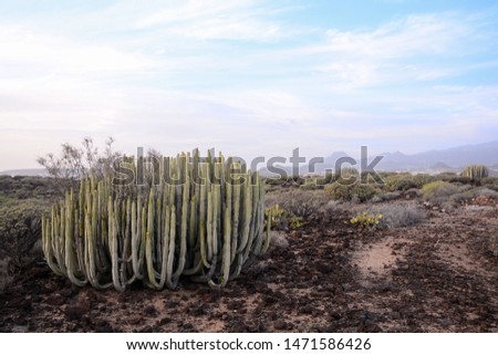 Photo Picture of a Beautiful Dry Desert Cactus Landscape