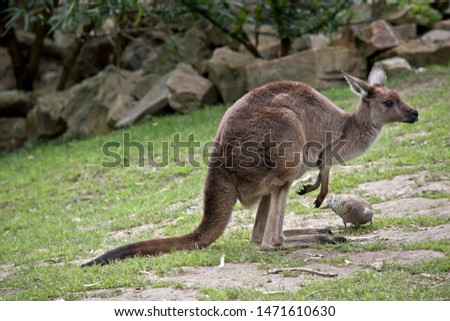 the western kangaroo is standing next to a pigeon