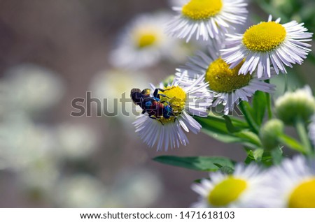 Flowers and insects in the bosom of nature. Polish parks and meadows