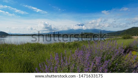 Fujisan and Lavender field in Kawaguchiko in Japan