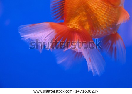 Beautiful fish on a blue background