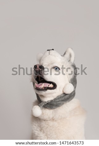 Happy siberian husky dog is in warm cap with animal ear flaps. Portrait of cute and beautiful dog in costume sitting among white background. Costume, party concept. Dog looks up