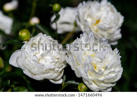 White peony flower on a blurred green background. Peony grade Snow Cloud. The concept of spring.