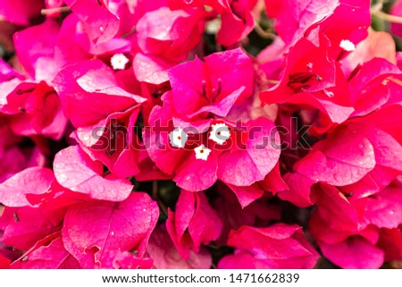 Brightly colored bushes full of fresh flower petals grow easily in California's temperatures. Purple and bright deep pink petals