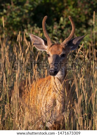 White-tailed deer buck in the early morning light with velvet antlers in summer in Canada