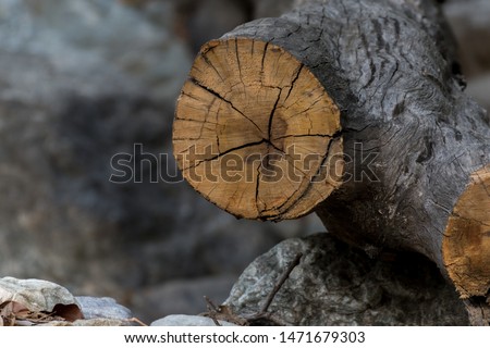 Forest Wood Abstract picture back ground framing and blow up picture 