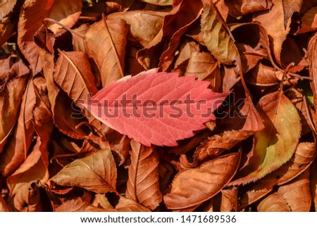 Small colorful leaf on dried autumn background pattern texture c
