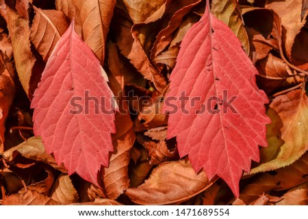 Two colorful grape leafs on dried autumn background pattern text