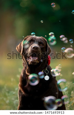 Birthday of a beautiful dog breed Labrador in nature