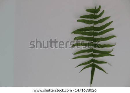 Green fern leaves on a white background