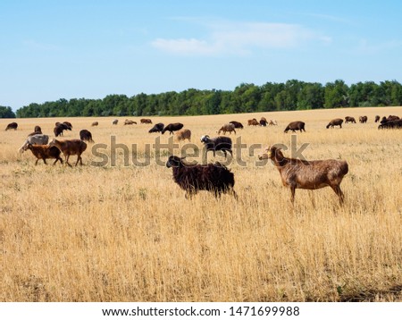 flock of sheep of meat breed grazes in a meadow