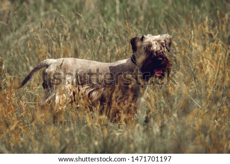 The Cesky Terrier in the grass Royalty-Free Stock Photo #1471701197