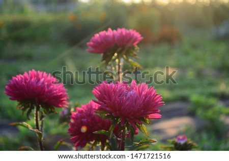 Beautiful blooming asters of pink and white flowers, other inflorescences. Autumn garden, home flower bed. Autumn landscape with aster. Selective focus