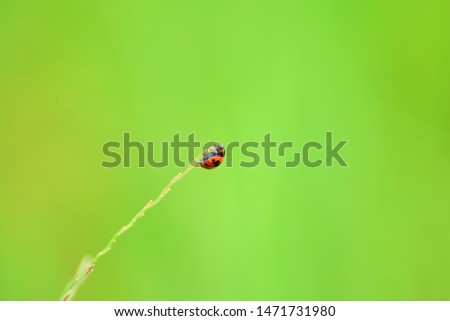 Red ladybug insect and grass top on a green background. 